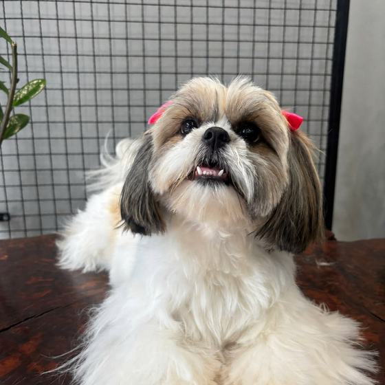 Shih Tzu com laçarotes rosa e presilhas azuis