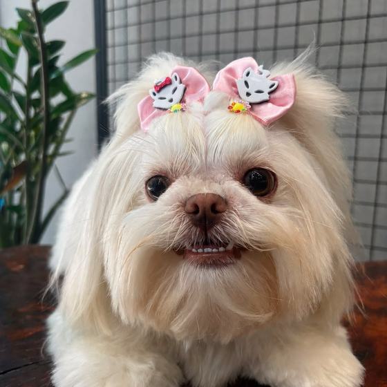 Maltês com dois laços rosa de gatinha