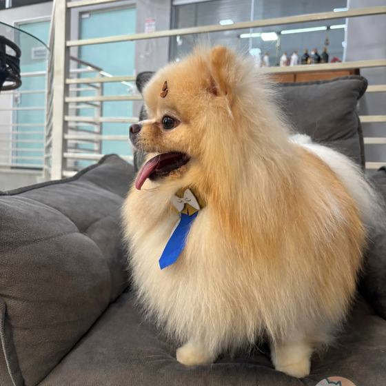 Lulu da pomerânia com gravata azul
