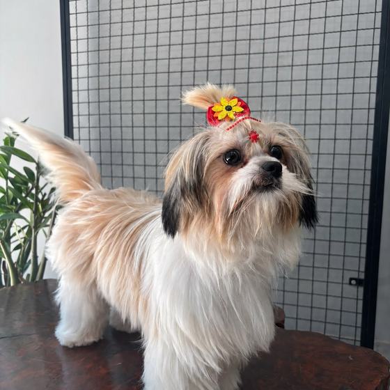 Shih Tzu com enfeite floral na testa
