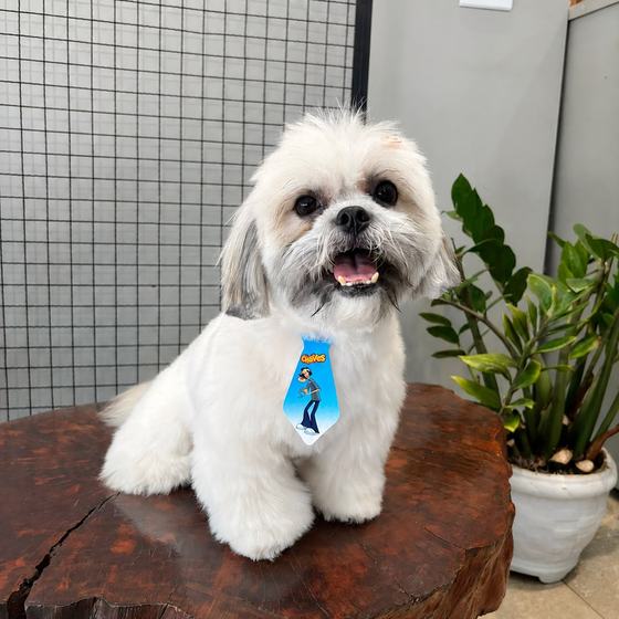 Shih Tzu com gravatinha temática
