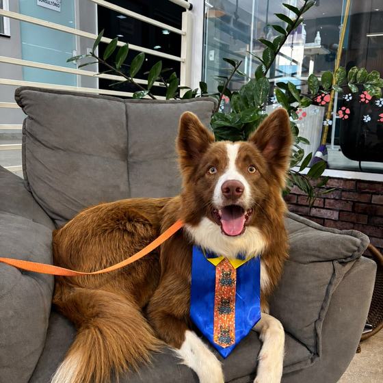 Border Collie sorridente com gravata azul