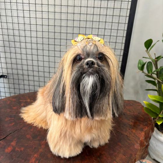 Shih Tzu de pelo longo com laços amarelos