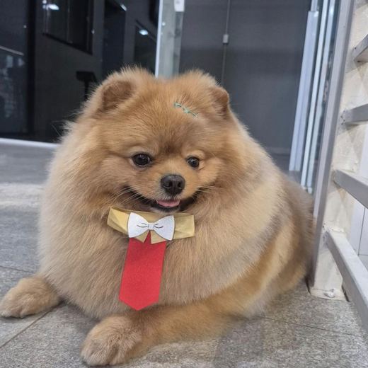 Spitz alemão fofinho com gravata vermelha