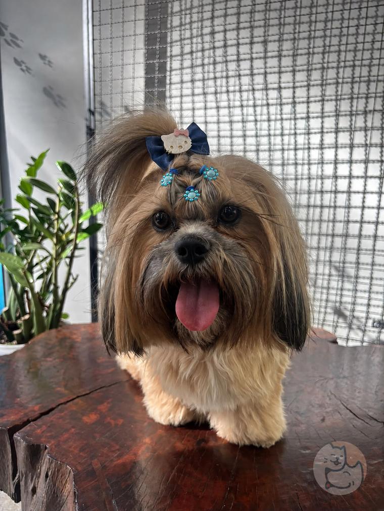 Shih Tzu tosado com laço de Hello Kitty e língua de fora